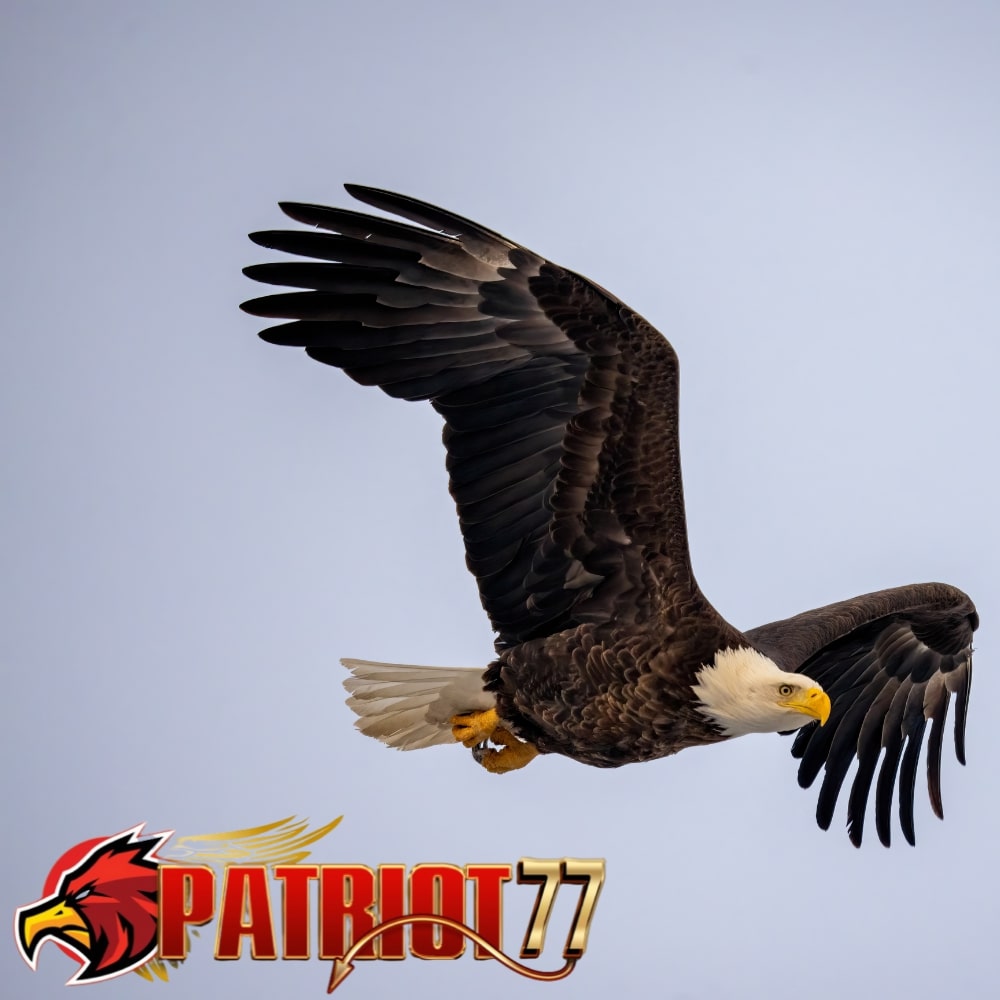 Patriot77 | Tahun Baru, Penyedia Game Baru